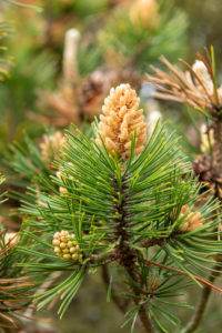 Bergkiefer (Pinus mugo) eine Pflanzenart aus der Gattung der Kiefern (Pinus), Kieferngewächse (Pinaceae). Bergkiefer (Pinus mugo) eine Pflanzenart aus der Gattung der Kiefern (Pinus), Kieferngewächse (Pinaceae).